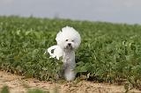BICHON FRISE 208
